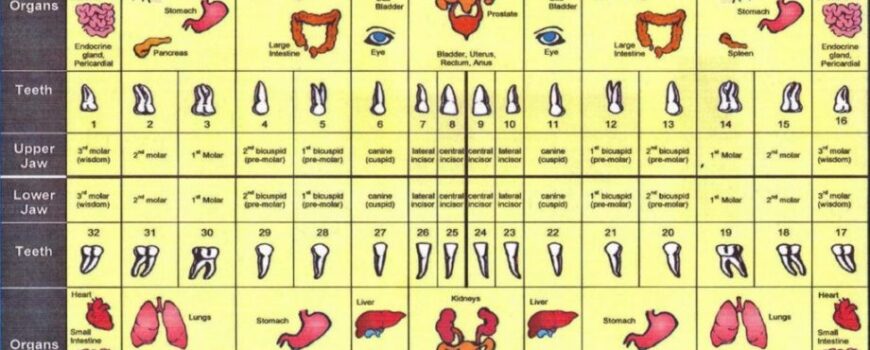 Διάγραμμα Μεσημβρινών Δοντιών- Chinese Medicine Ideas